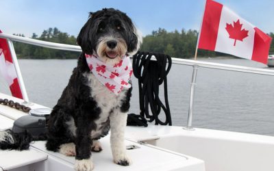 Taking Your Pet to Canada