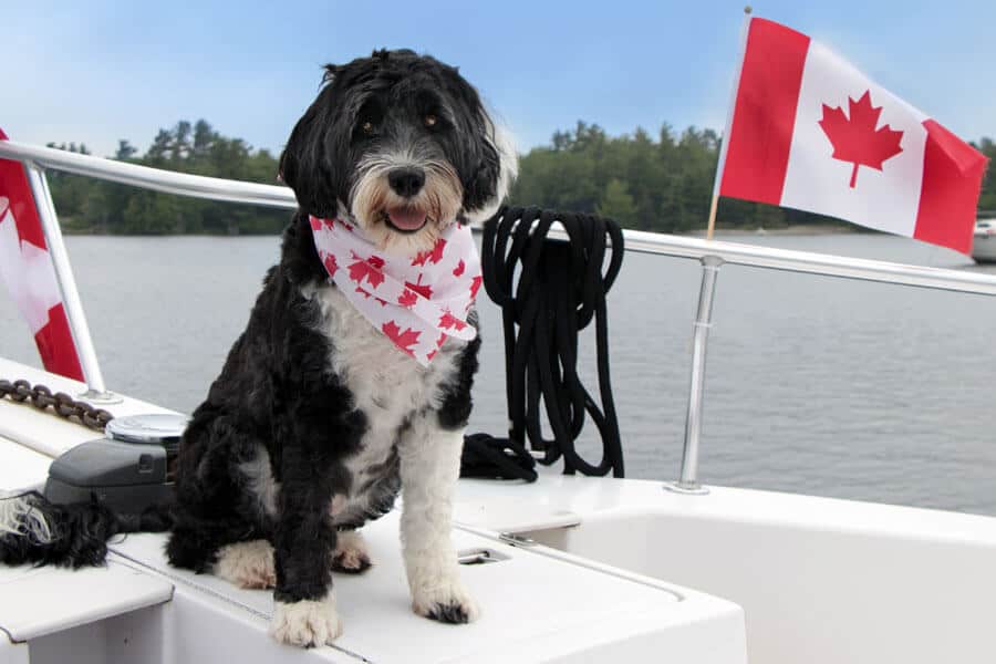 Taking Your Pet to Canada