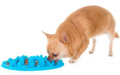 Fast Eating-How to Slow It Down