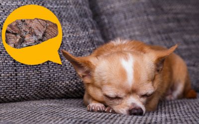 Dreams: Do Dogs Have While Sleeping?