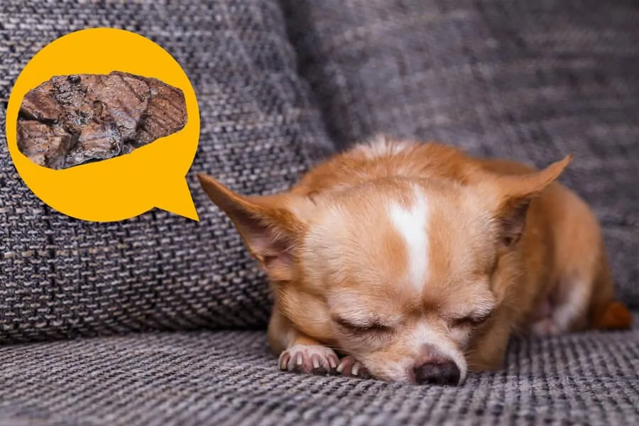Dreams: Do Dogs Have While Sleeping?