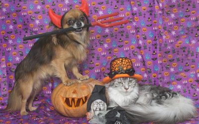 Photography Tips for Great Pet Pictures