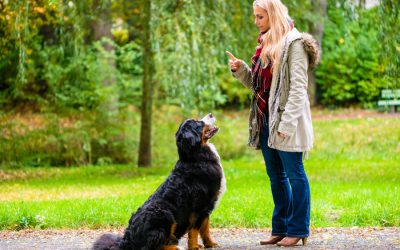 Teaching Stay Command-Challenges