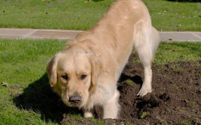 How to Get Your Dog to Stop Digging