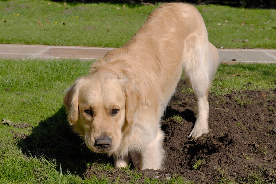 How to Get Your Dog to Stop Digging