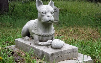 Is It Legal To Bury My Dog in the Backyard