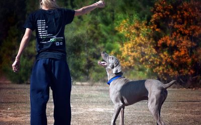 Trainer – Skills to Look For