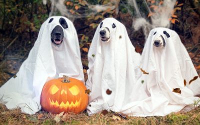 A Pawfect Halloween Party with your Pets