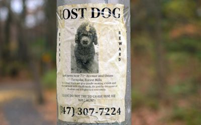 Tips for Finding a Lost Pet
