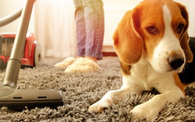 Holistic Ways To Manage Pet’s Fall Allergies