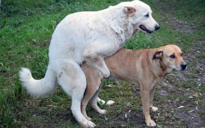 Hump Habits: How to Stop It