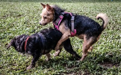 Humping: Explaining Why Fido Does It