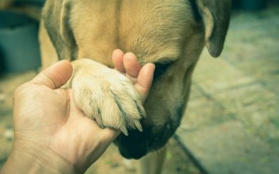How Dogs Use Their Paws to Communicate