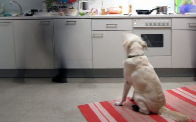 Cooking Treats For Your Pet