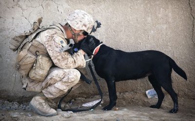 Veterans Day: Honoring Military Dogs