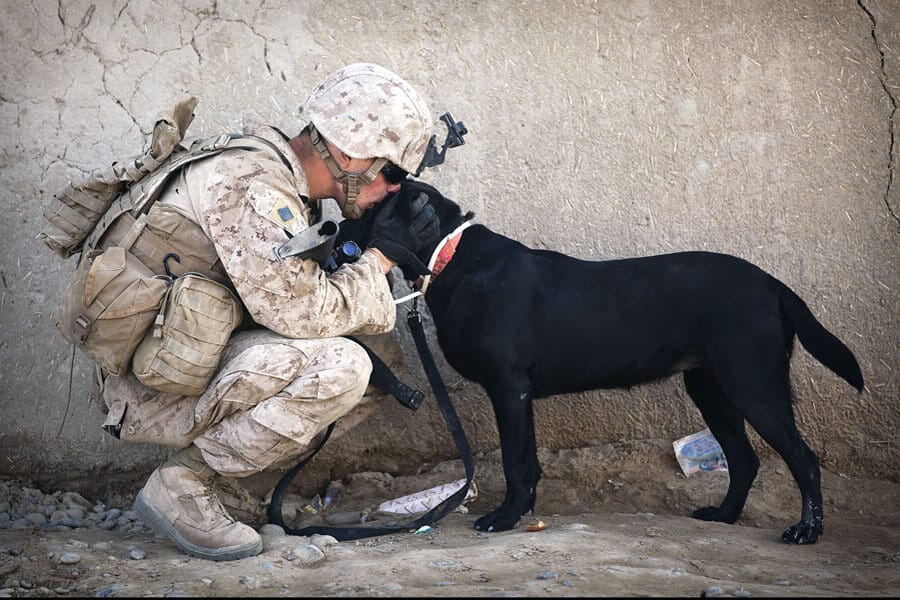 Veterans Day: Honoring Military Dogs