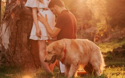 Pregnancy-Signs Your Dog Knows