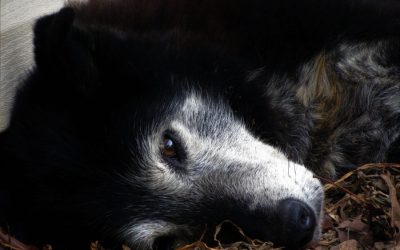 Senior Pets – Why You Should Adopt One