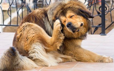 Flea Medication: Signs It’s Not Working