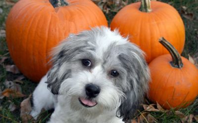 A Little Pumpkin For Your Little Pumpkin