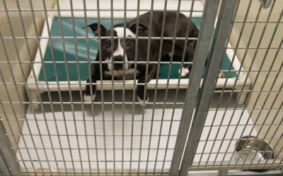 Kennel Boarding: Insiders Truth