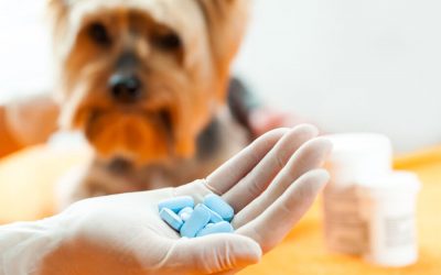 How to Give Your Dog Pills
