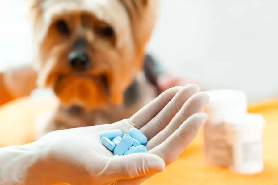 How to Give Your Dog Pills
