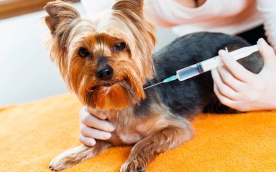 Pet Diabetes Awareness Month