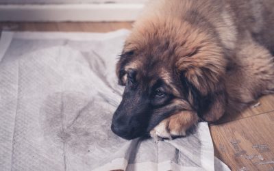 Puppy Zone-Best Confinement Area