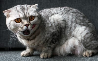 Noises Your Cat Is Making