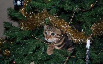 Cats and Holiday Tree Safety