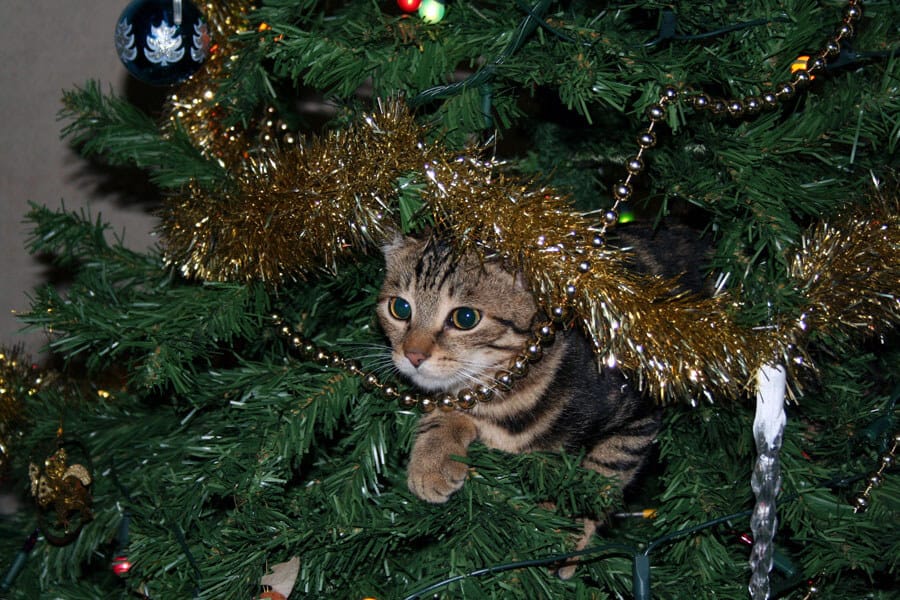 Cats and Holiday Tree Safety