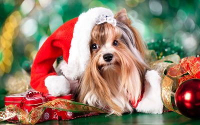 Throw A GREAT Dog Holiday Party – PART 1