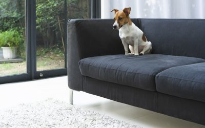 Train Dogs to Stay Off the Couch