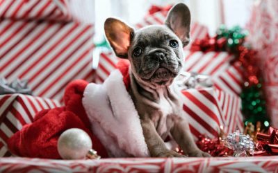 Christmas Spending On Pet Gifts