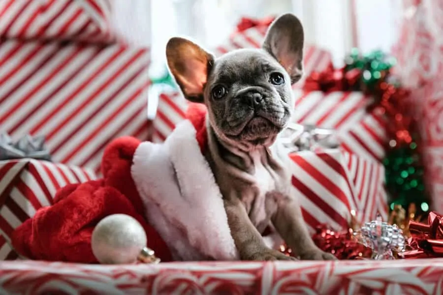 Christmas Spending On Pet Gifts