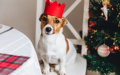 Throw A GREAT Holiday Dog Party – PART 2