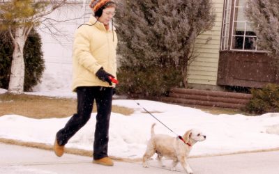 Cold Weather May Be Harmful To Your Dog