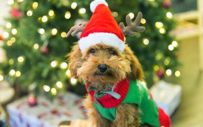 Ways to Include Pets this Christmas