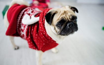 Holiday Traditions with Pets