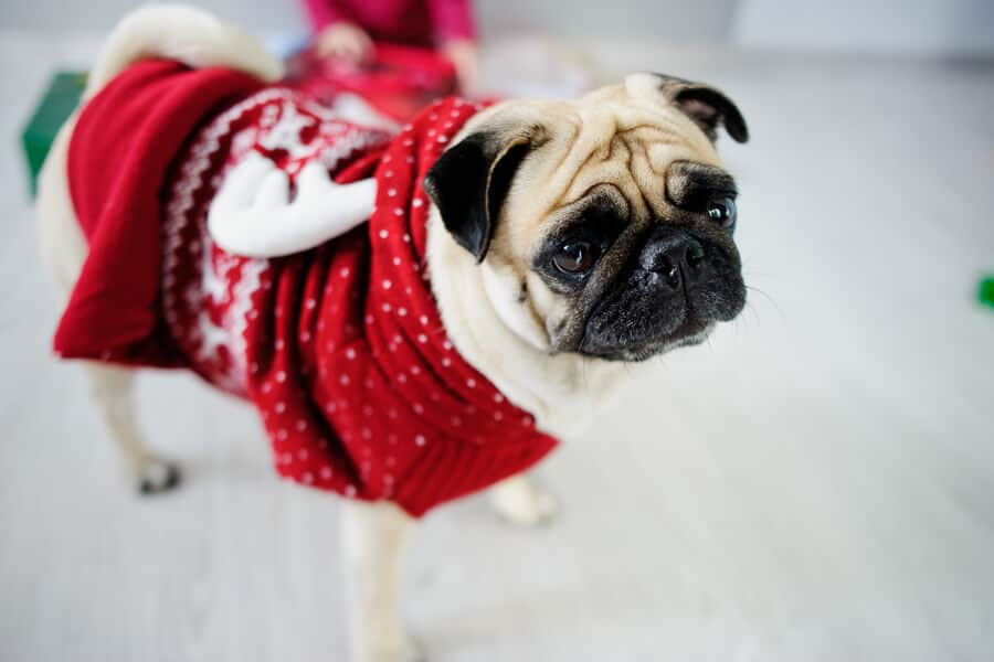 Holiday Traditions with Pets