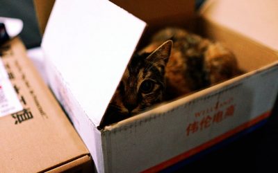 Celebrate Boxing Day With Your Cat