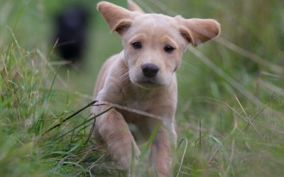Dog Park Dangers to Puppies
