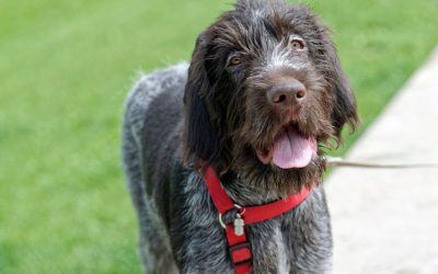 Exercise: Benefits for Dogs