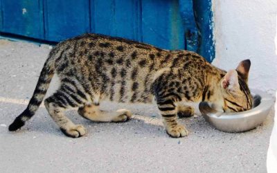 Eating: What Type of Food To Serve