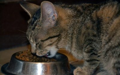 New Food: How to Encourage Cat to Try