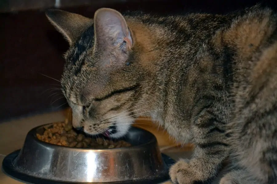 New Food: How to Encourage Cat to Try