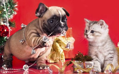 Decorations Pets Should Avoid Amid Holidays