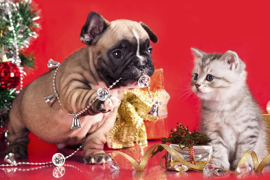 Decorations Pets Should Avoid Amid Holidays