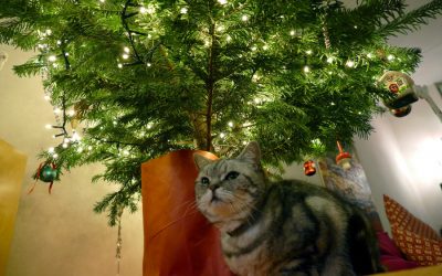 Christmas Tree: Setting Up Safely for Your Pets